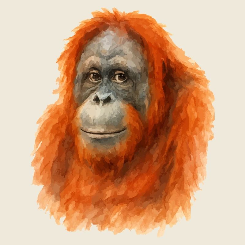 orang utan