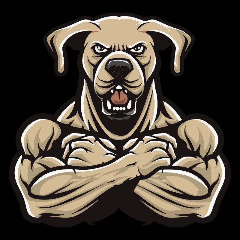 Labrador Chien Muscles Musculation