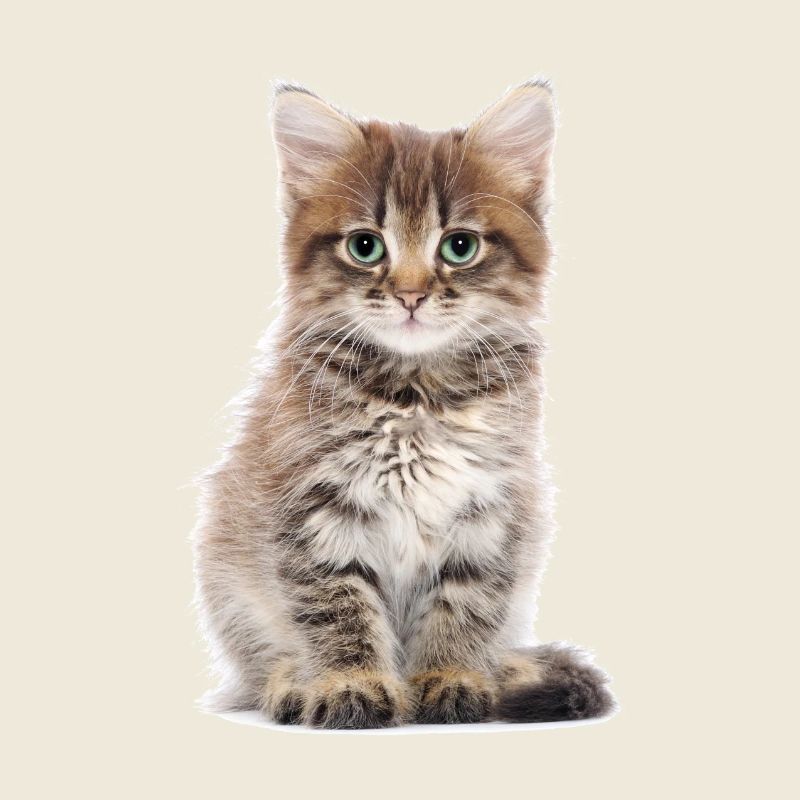 Katzenbaby
