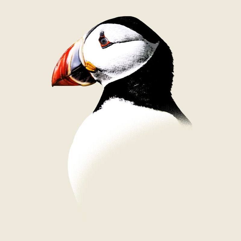 Atlantic Puffin