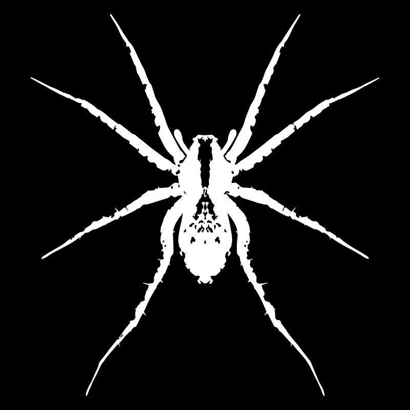 Araignée loup blanc