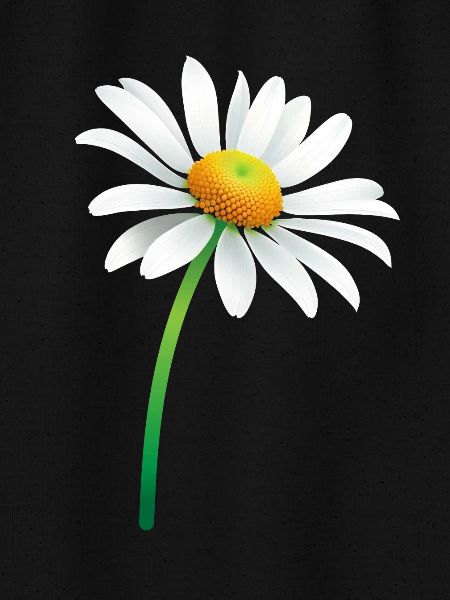 Gänseblümchen