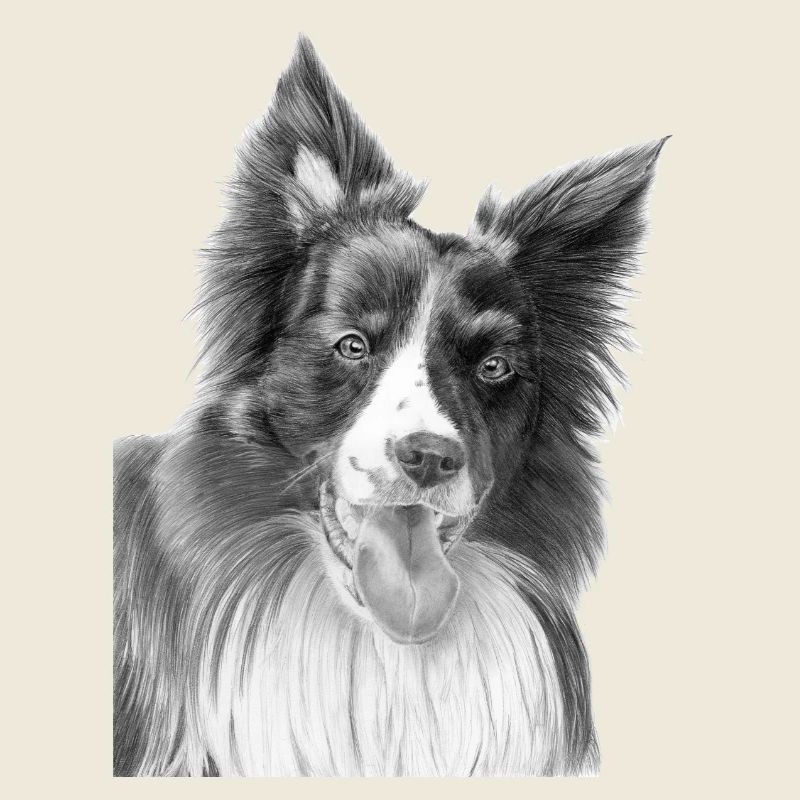 Border Collie Nr. 3