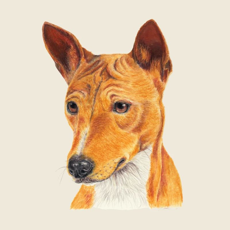 Basenji