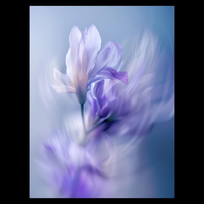 Affiche ICM Flower 13