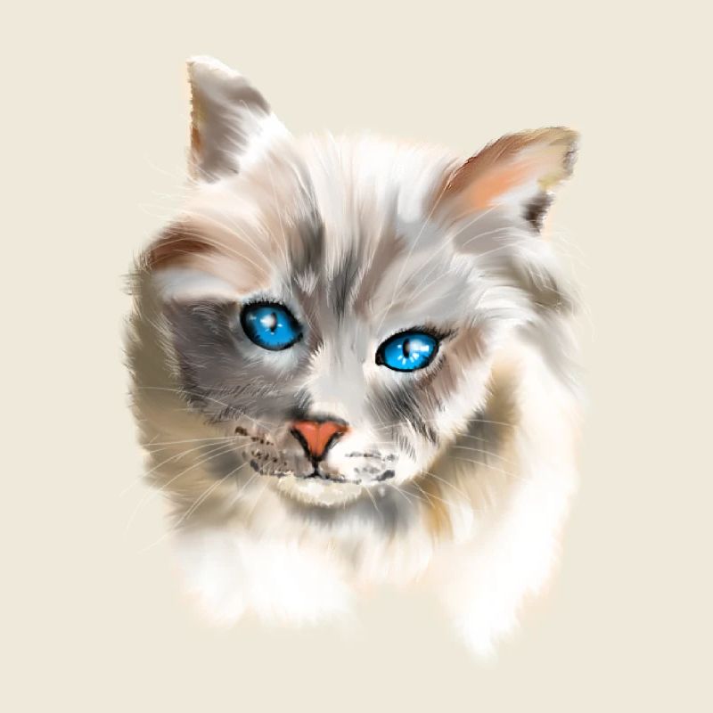 Blue Eyes Cat