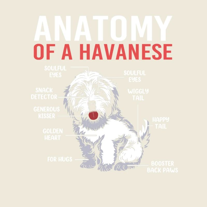Havaneser