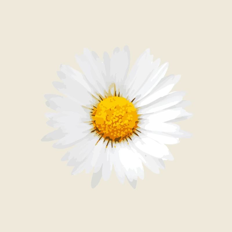 Gänseblümchen