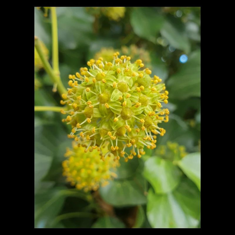 Persischer Efeu (Kolchischer Efeu)