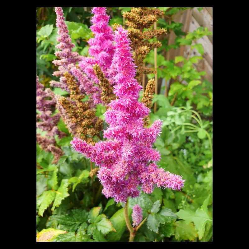 false buck's beard Astilbe japonica