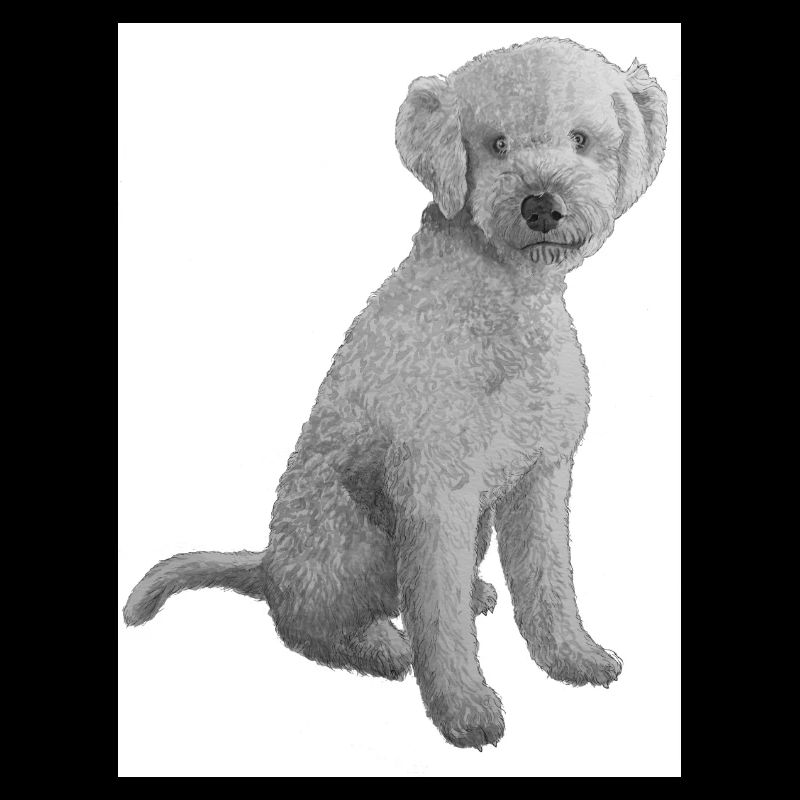 Lagotto Romagnolo sticker