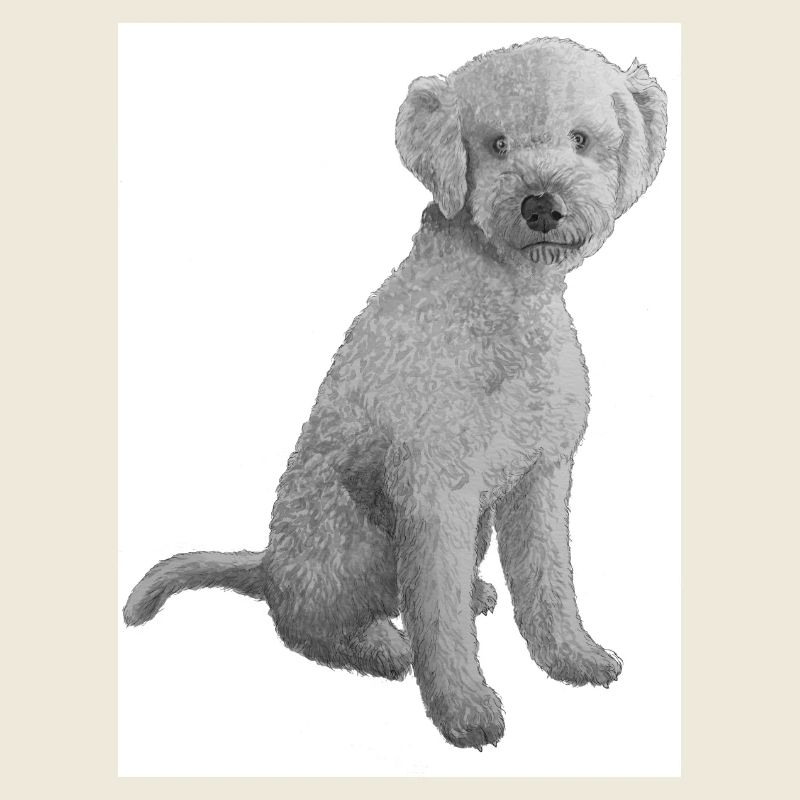 Lagotto Romagnolo sticker