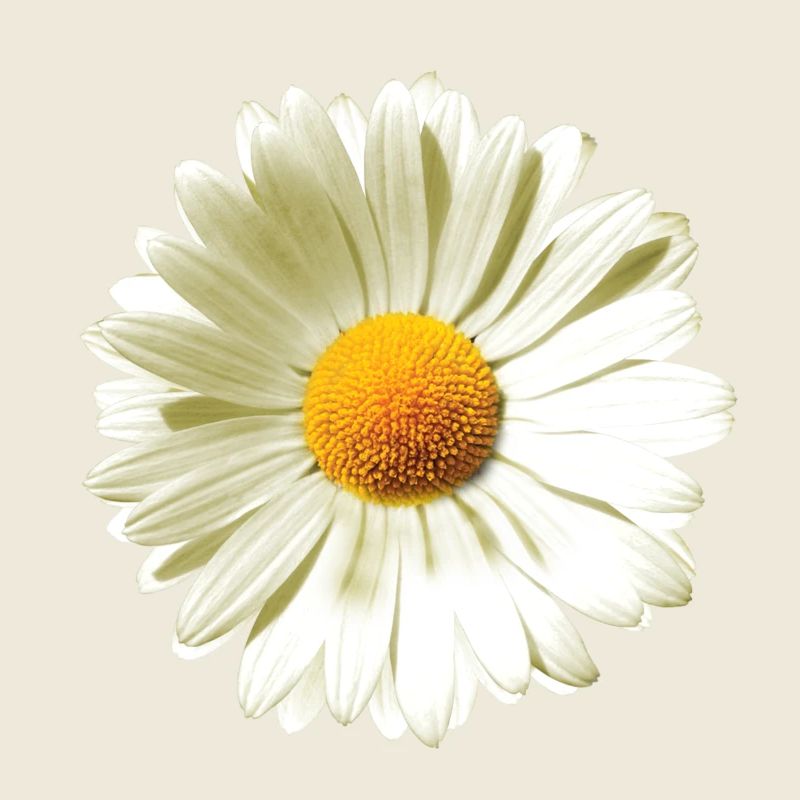 Gänseblümchen | Daisy flower power