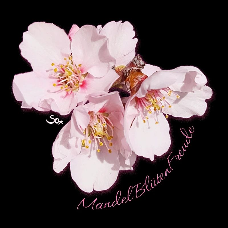 Almond Blossom Joy - Sonja Ariel von Staden