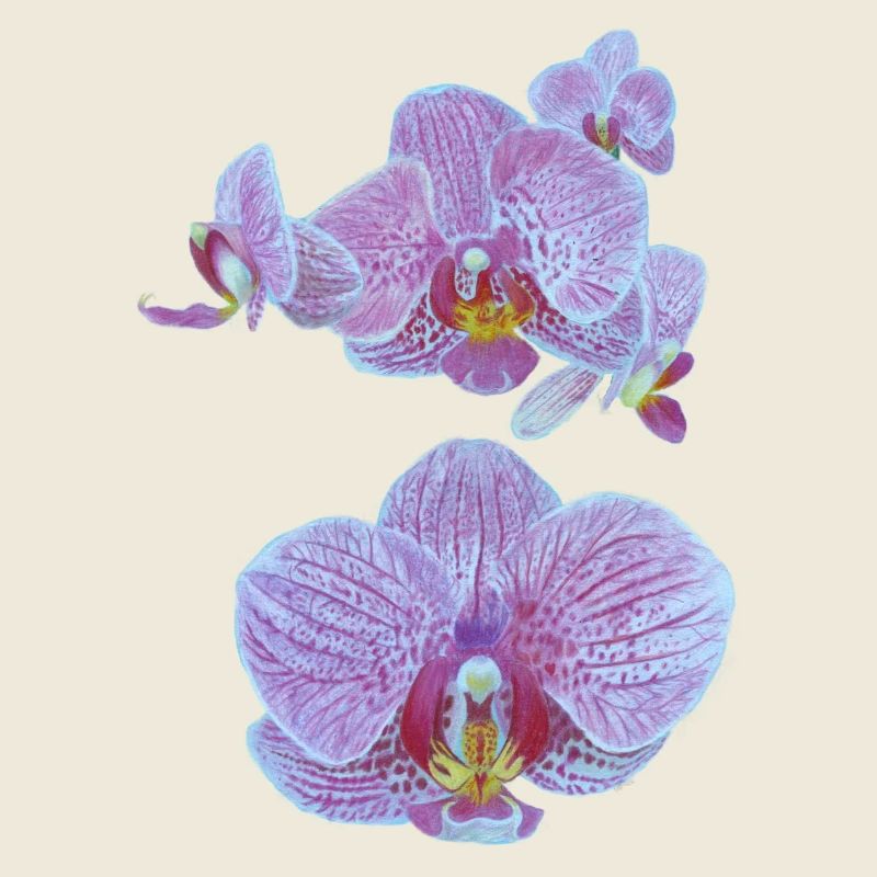 orchid flowers