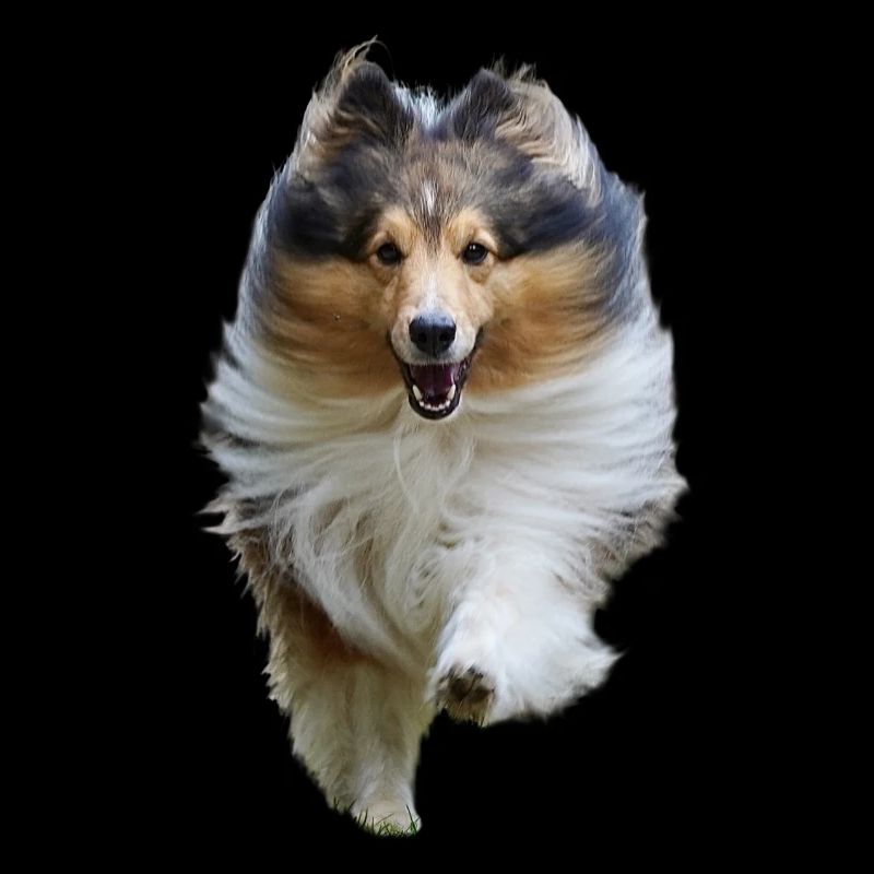 Fröhlich rennender Sheltie, glücklicher süßer Hund