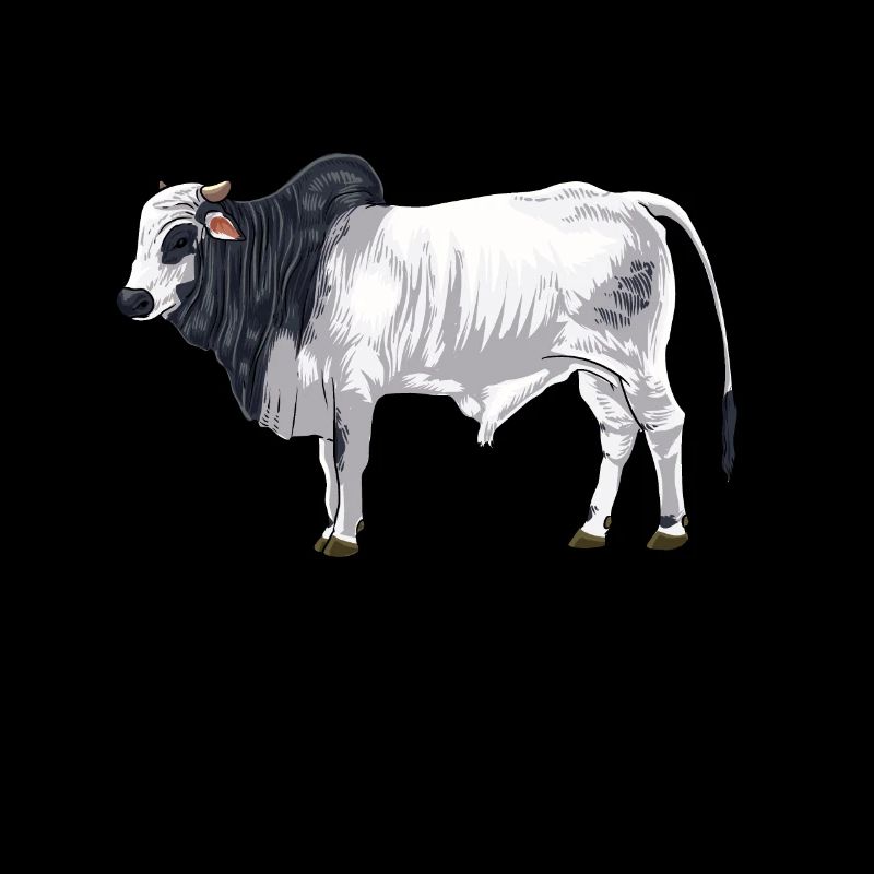 Zeichnung eines Brahman Rind