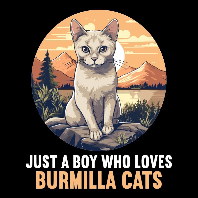 Burmilla Chaton Burmilla Chat