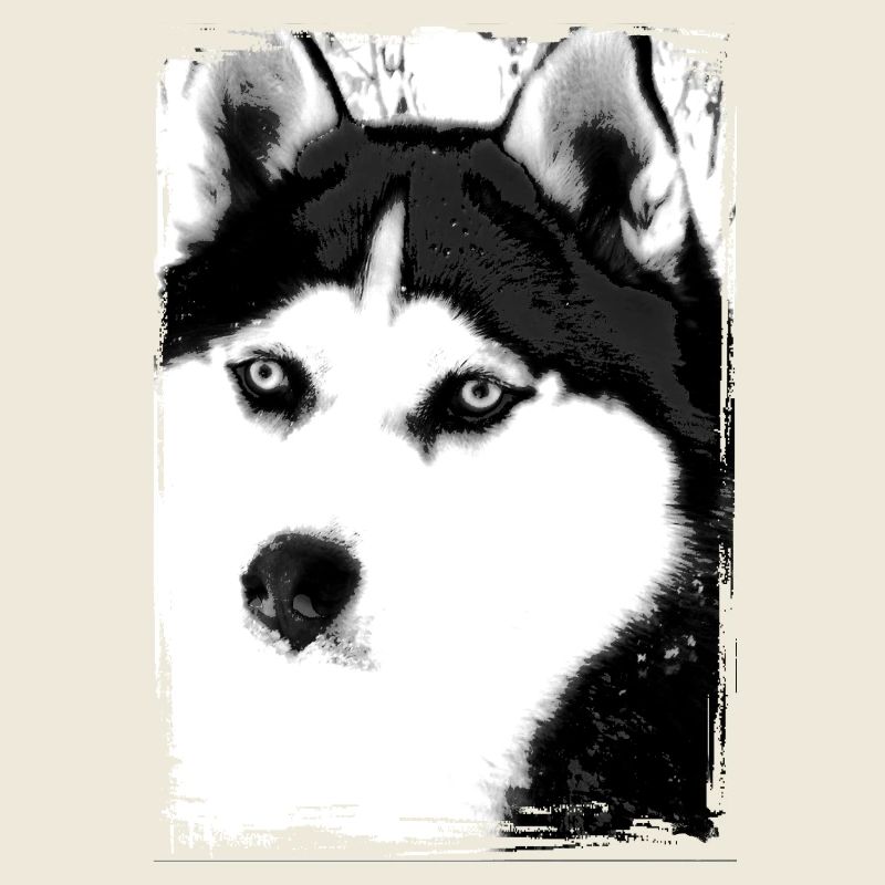 Portrait de Husky noir et blanc sur textile