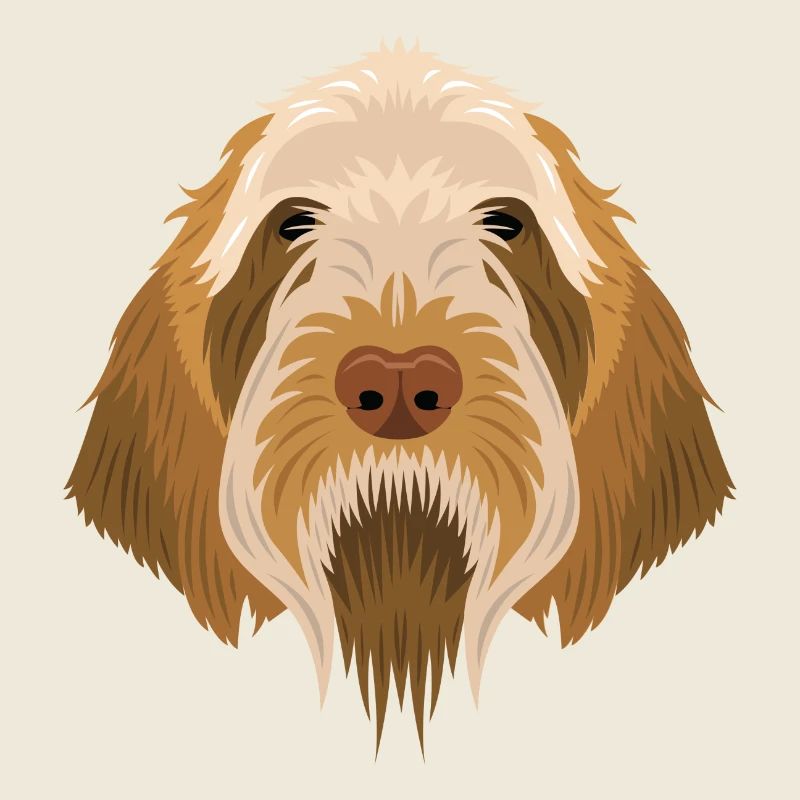 Spinone Italiano