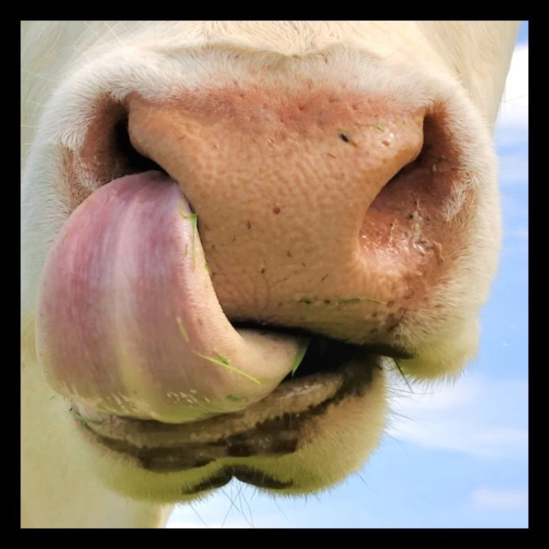 Mask cow with nostrils snout face beef bull