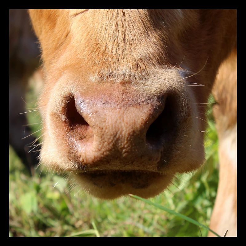 Kuh Kühe Rind Nase Cow Vache