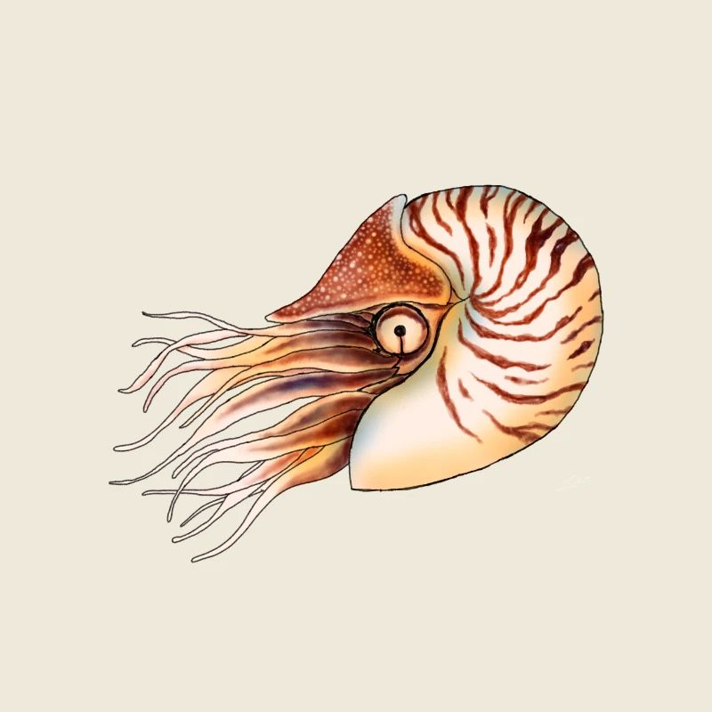 NAUTILUS