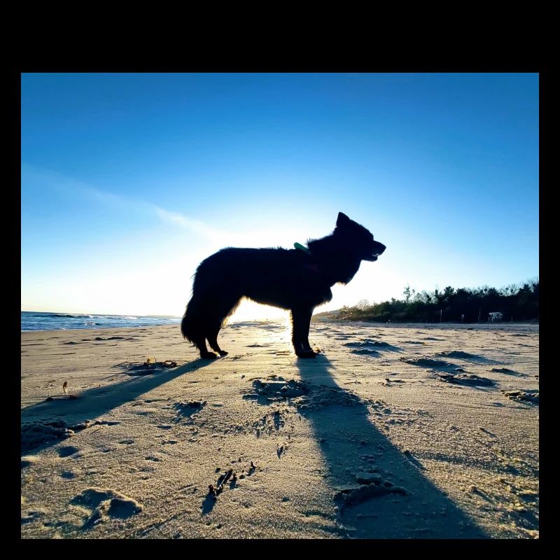 Sonea le chien vol.1