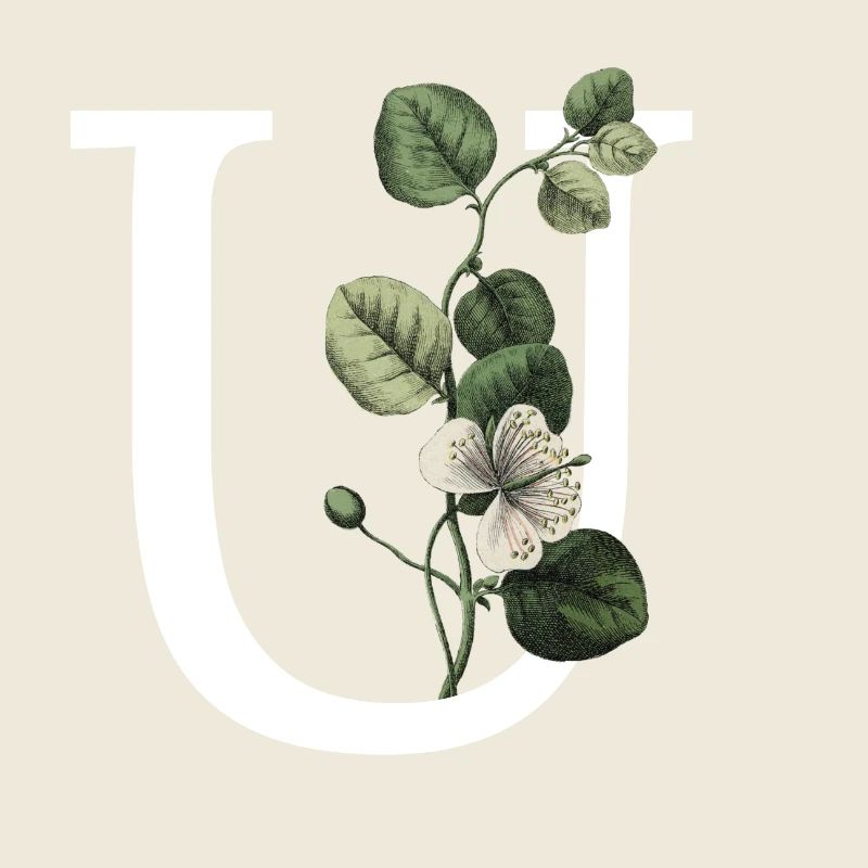Letter U Green Botanical