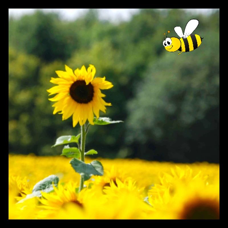 Bee Happy