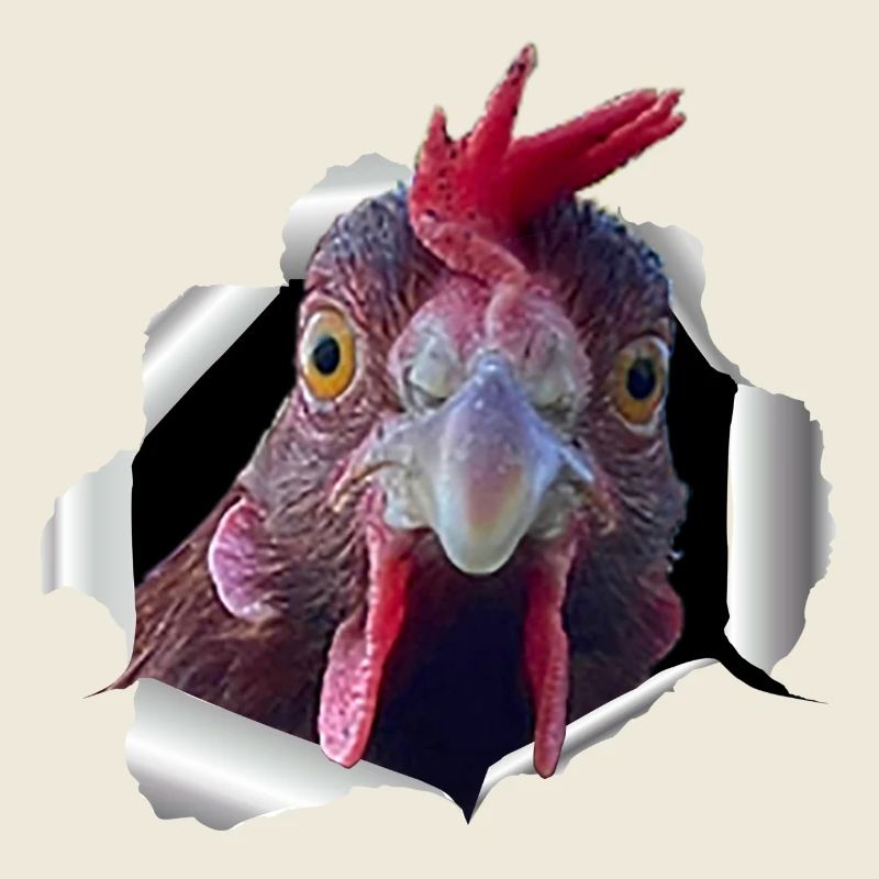 Poulet - papier déchiré
