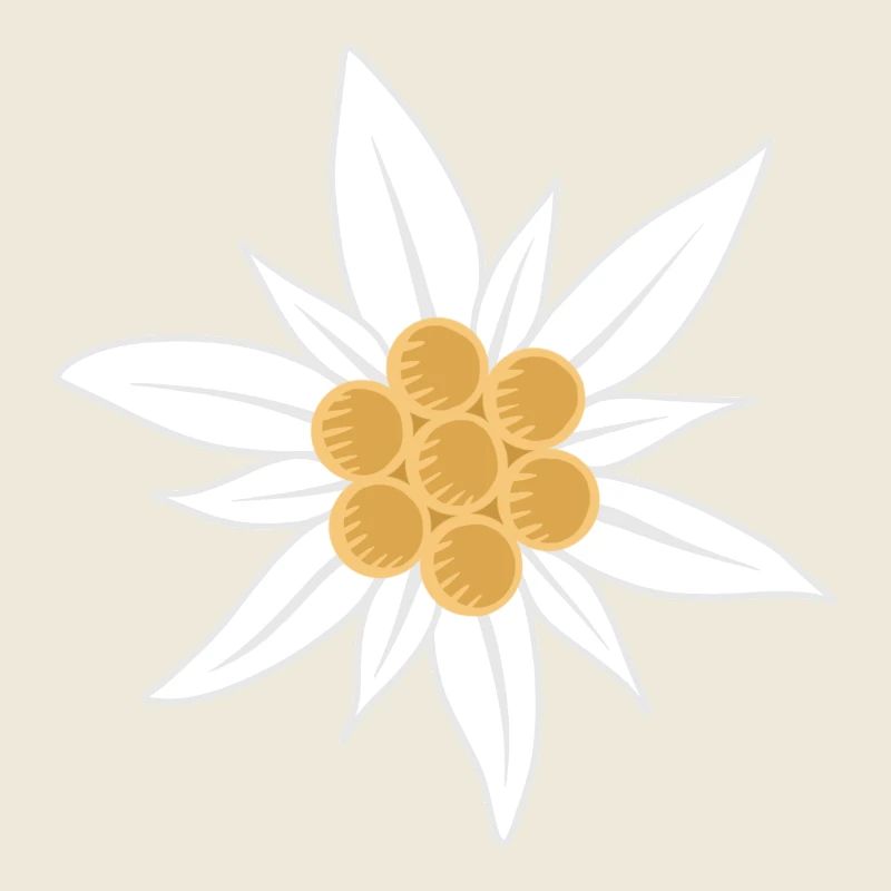 edelweiss flower