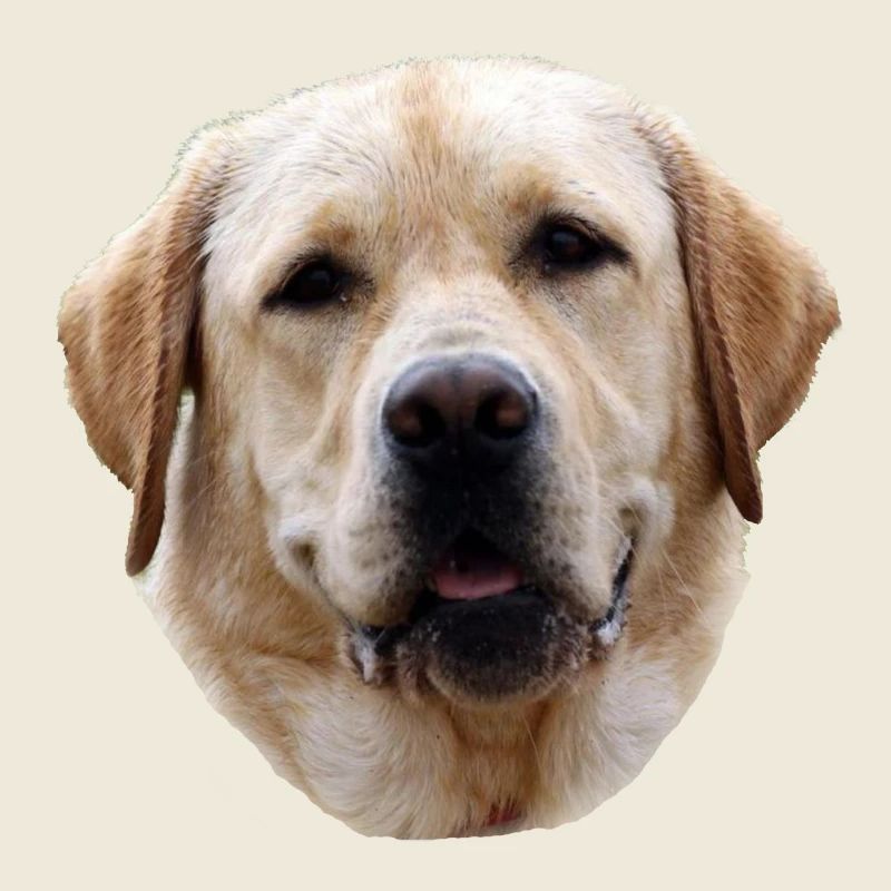 Labrador Golden Retriever