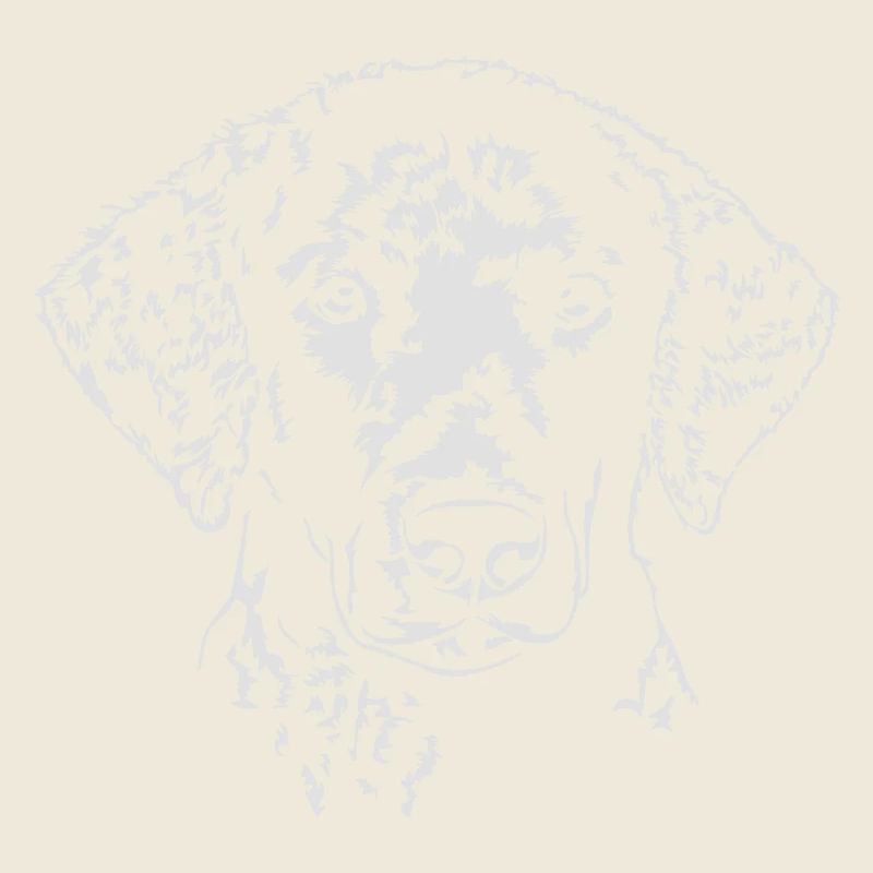 Coated Retriever Curly