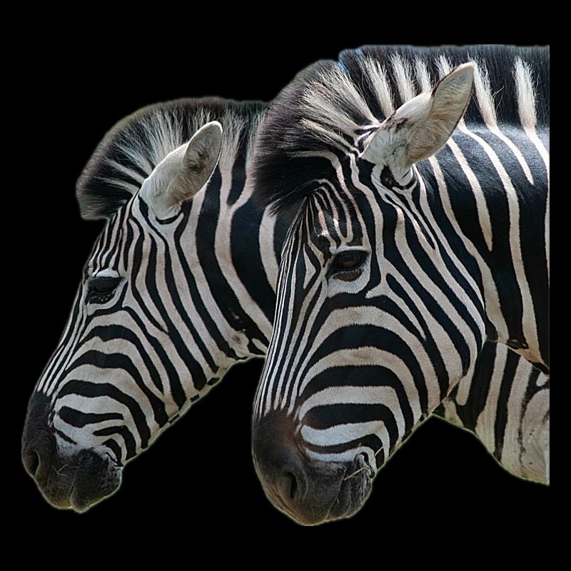 Zebra Heads
