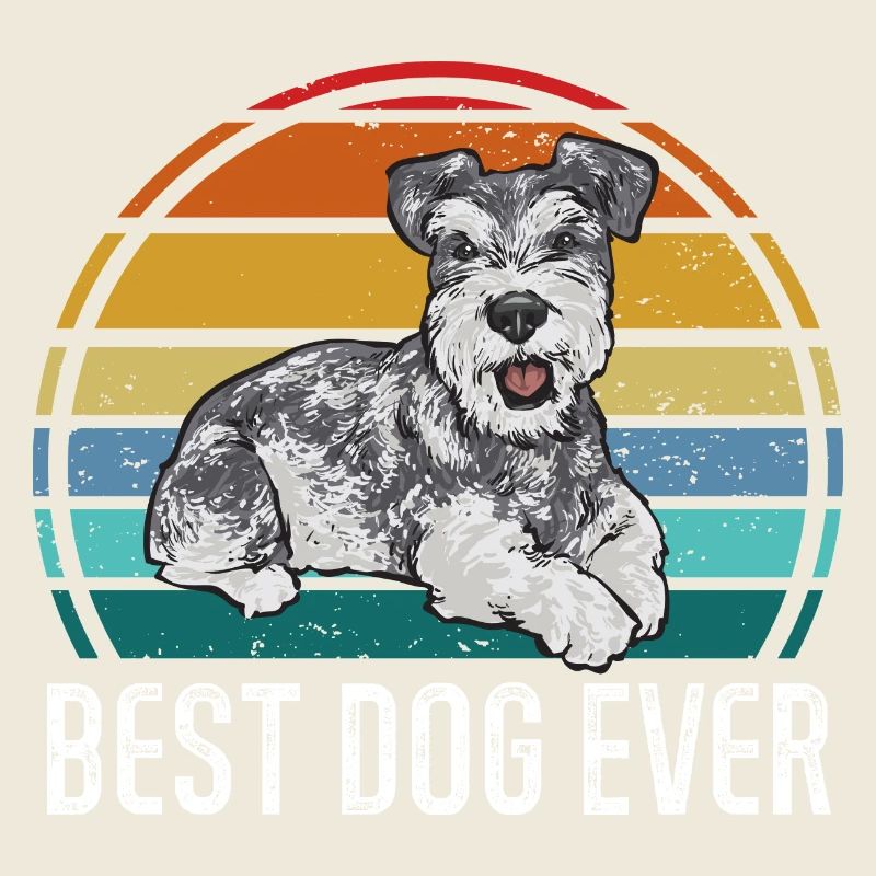 Zwergschnauzer Hund Schnauzer