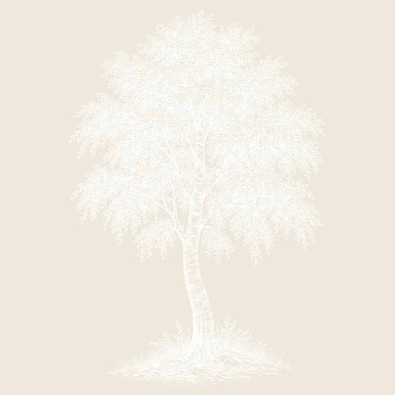 Birch