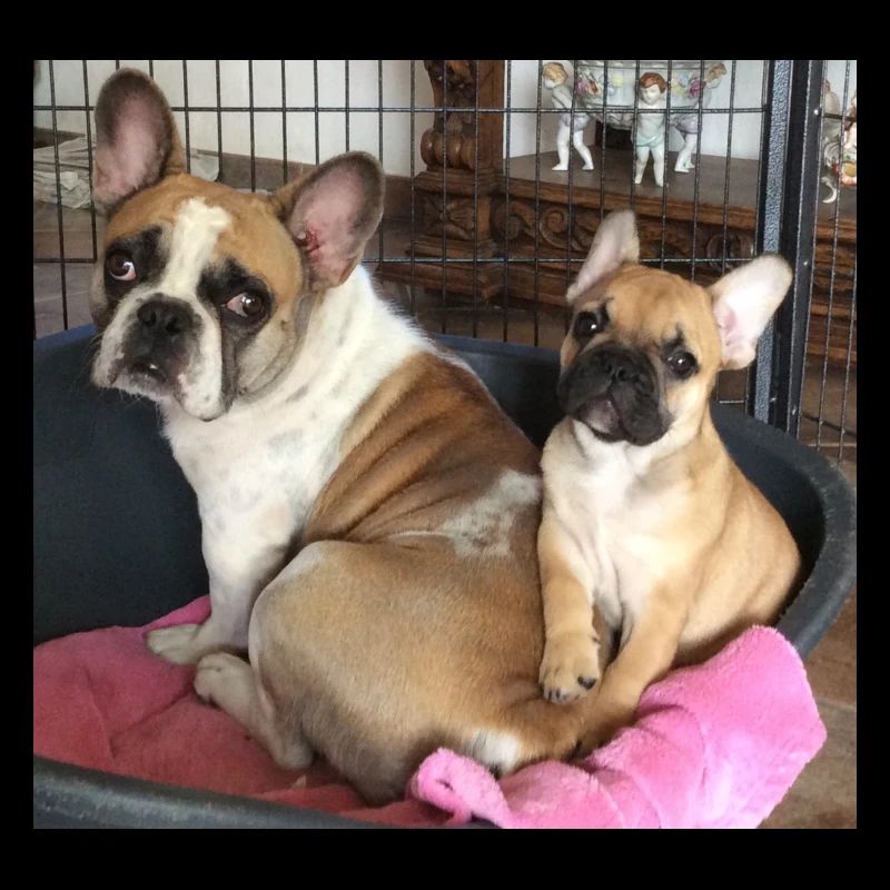 Hundeelterns Herzblatt Motiv