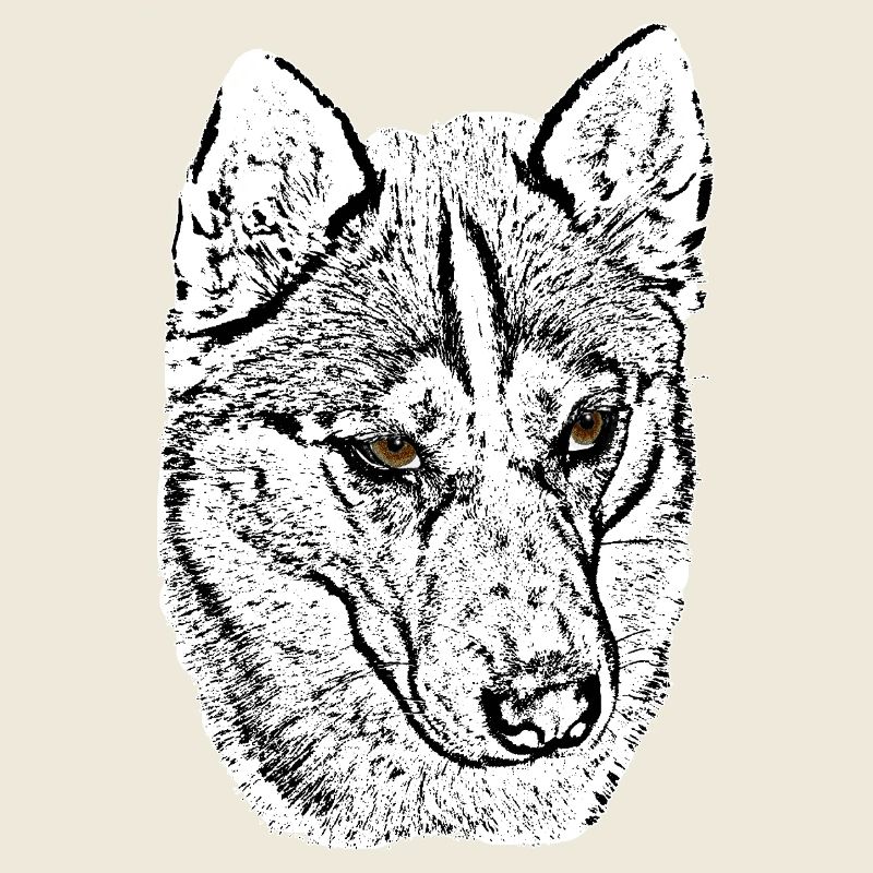 Husky tête de loup dessinant des yeux marron