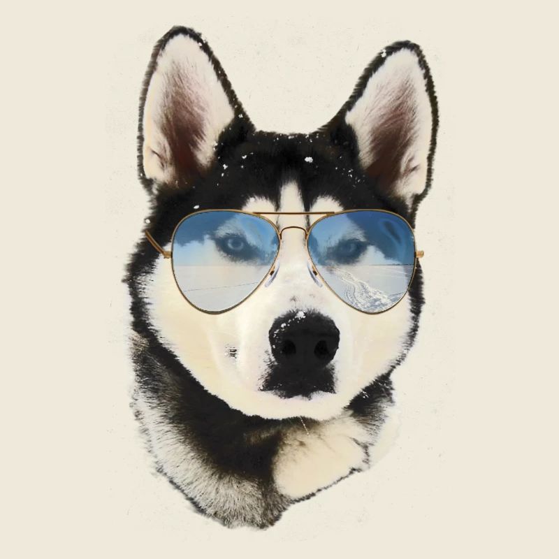 Husky mit Sonnenbrille und Schneelandschaft