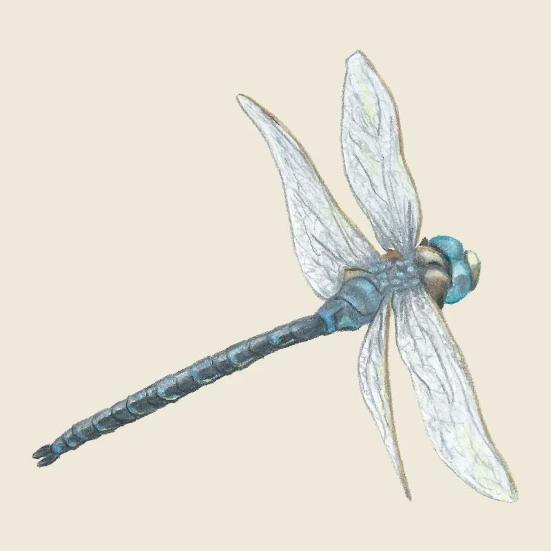 Teal Dragonfly Illustration