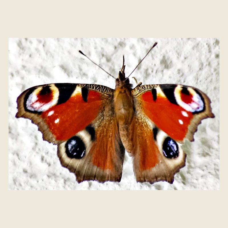 Peacock Eye Butterfly Pattern