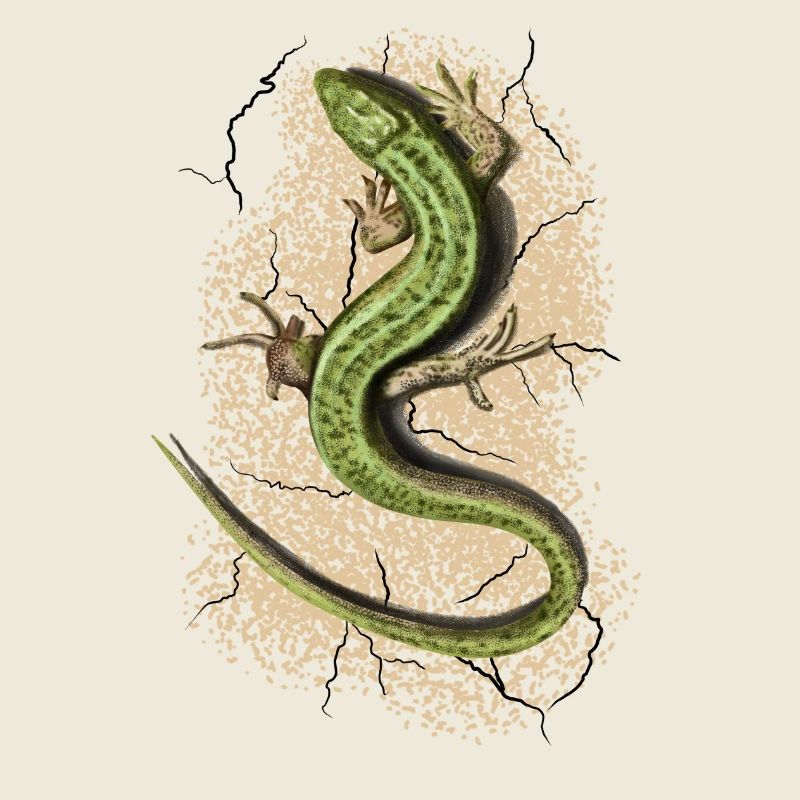Lizard