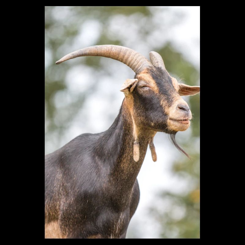 Chèvre (caprine, capra) brune et noire