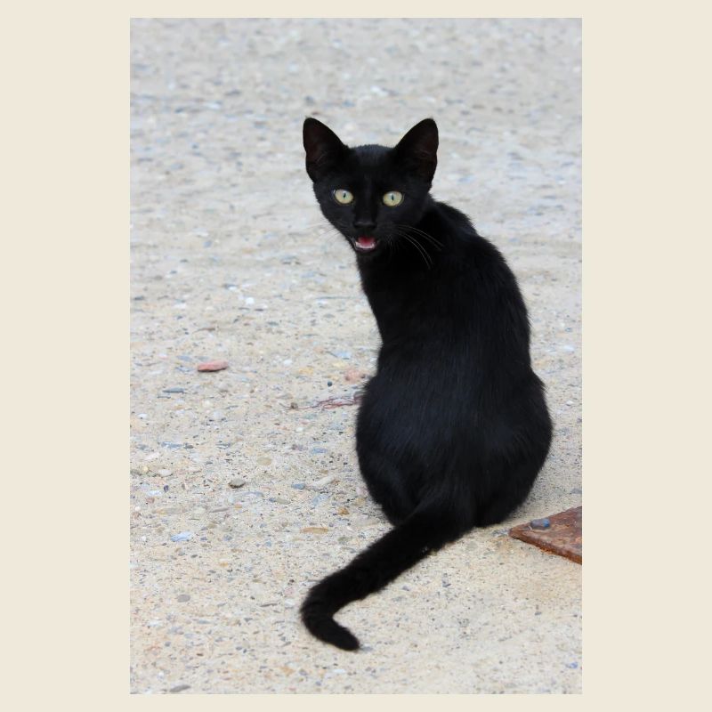 Cat black