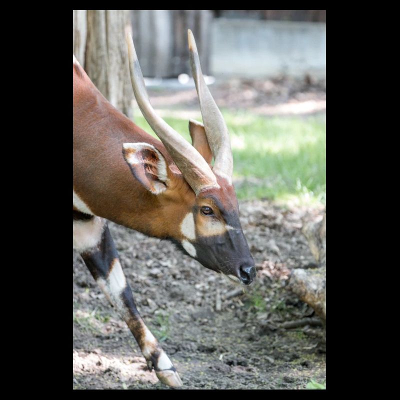 Bongo oriental (en allemand Bongo) Tragelaphus euryce