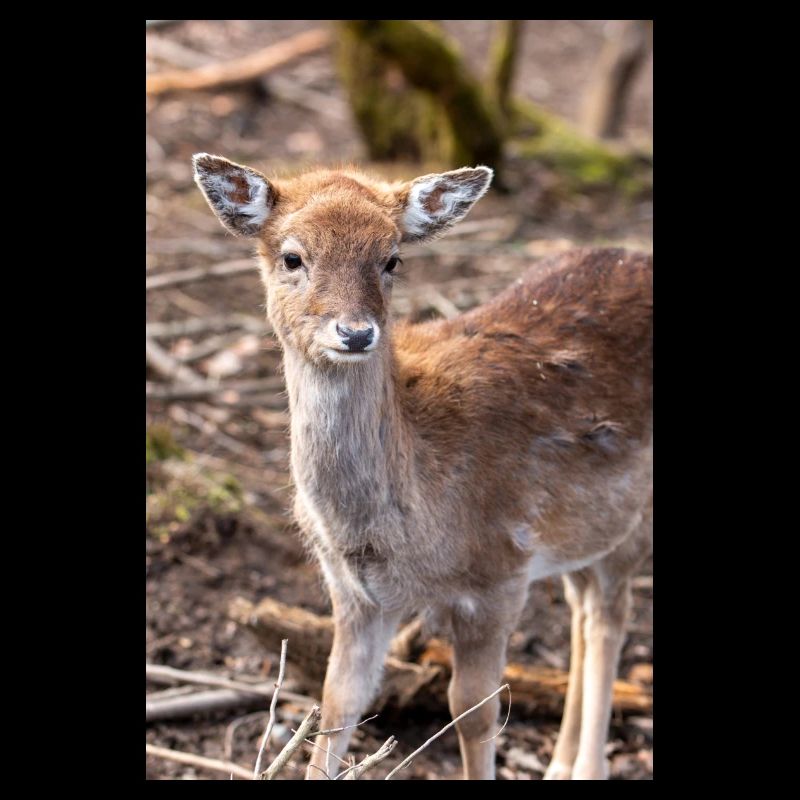 Fallow Deer (in german Damwild or Damhirsch) Dama