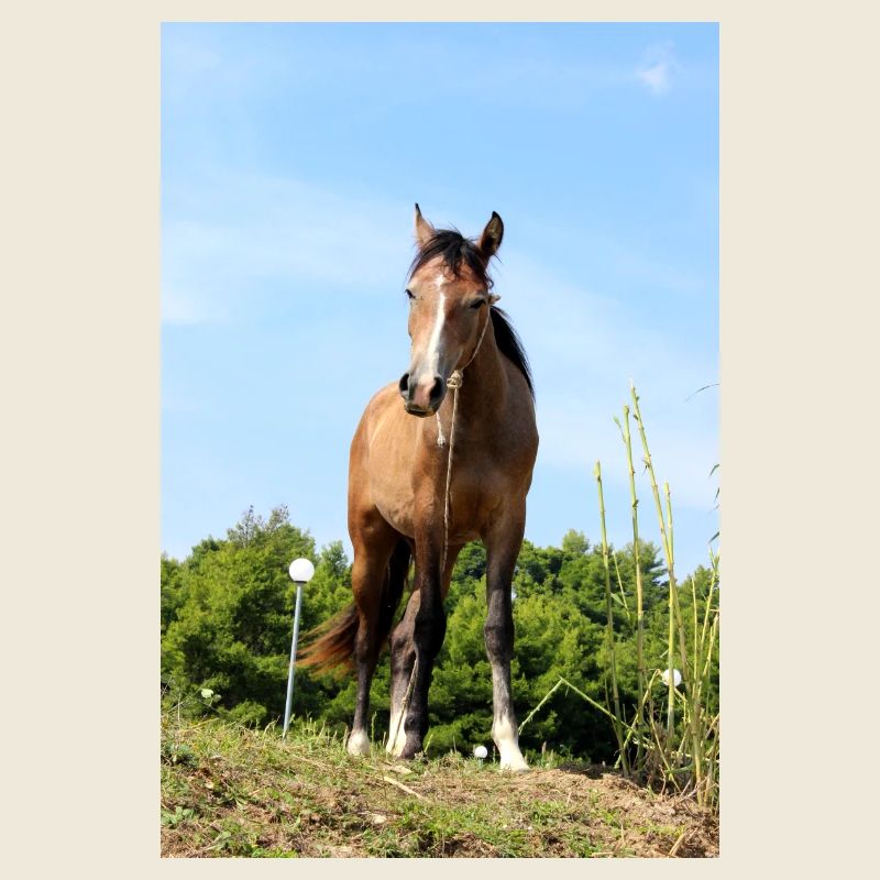 Affiche Cheval Cheval