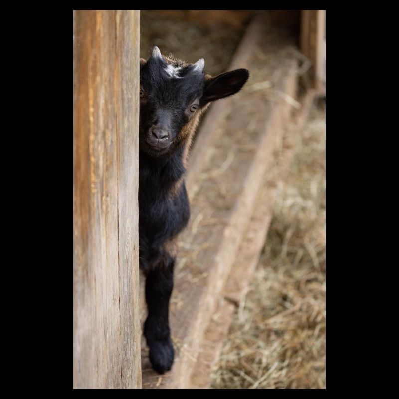 Qu’est-ce que tu guggs ?