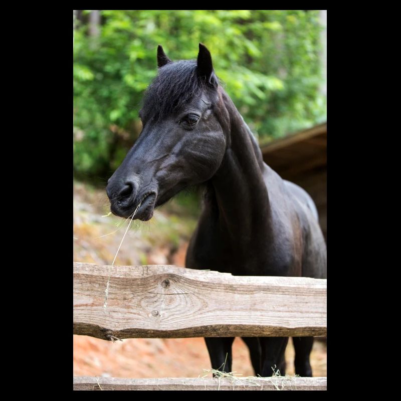 wunderschönes schwarze Ponystute Bianca